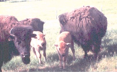 bison on the range